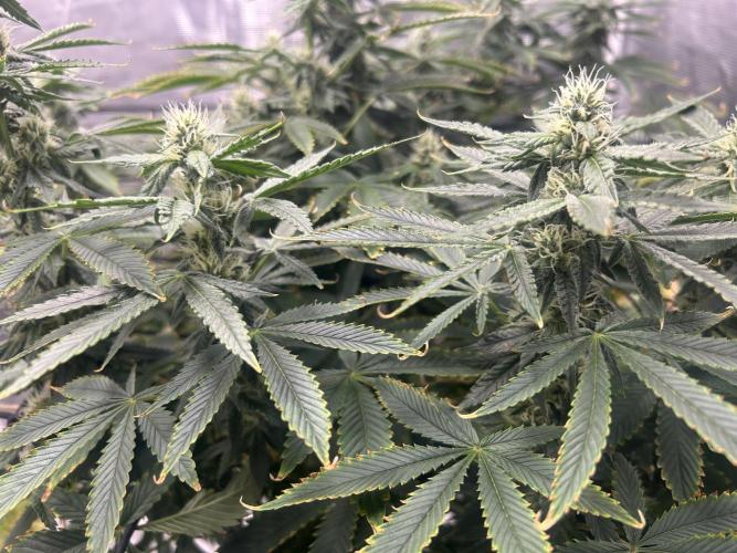 Blue Dream (DWC). Week 12