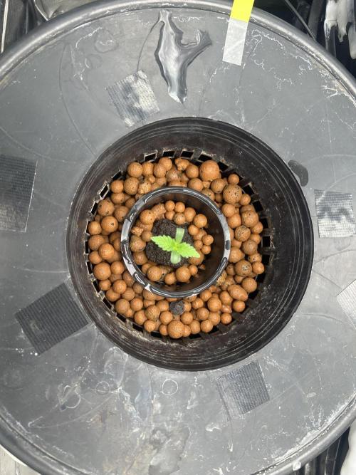 Strawberry Cough (DWC). Week 1 - 12-27-2025 - 2 Days