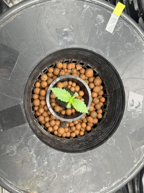 Dream Widow (DWC). Week 1 - 12-30-2026 - 6 Days