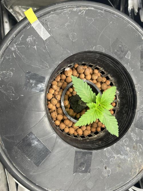 Dream Widow (DWC). Week 1 - 1-3-2026 - 10 Days