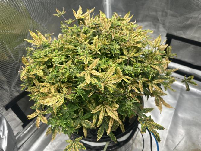 Maui Waui (DWC). Week 13