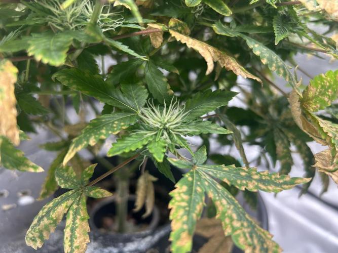 Maui Waui (DWC). Week 13