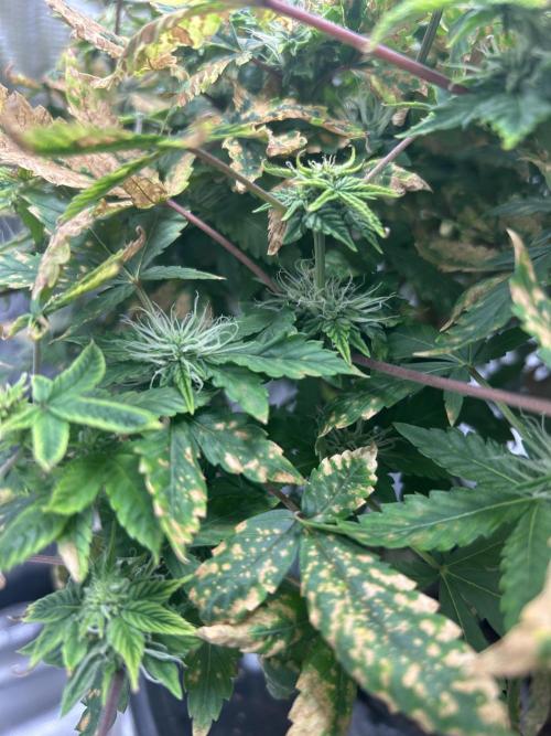 Maui Waui (DWC). Week 13