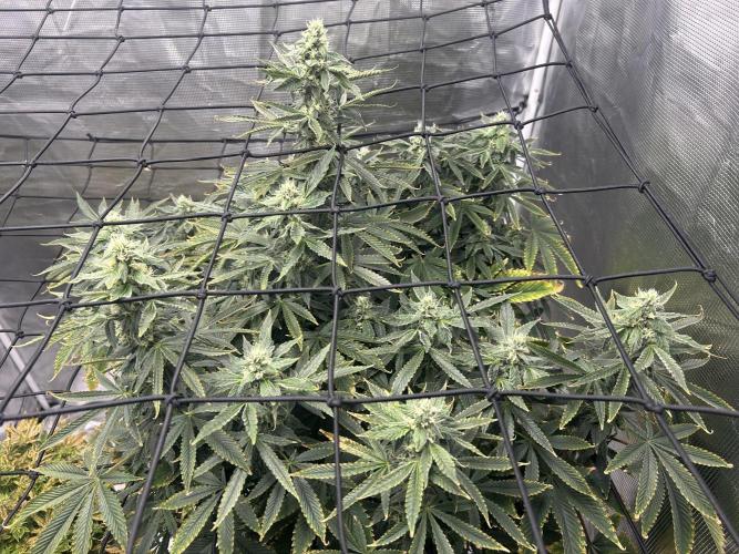 Blue Dream (DWC). Week 13