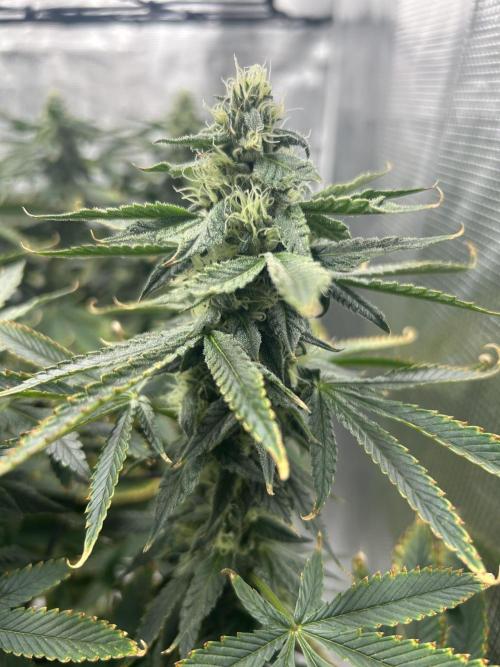 Blue Dream (DWC). Week 13