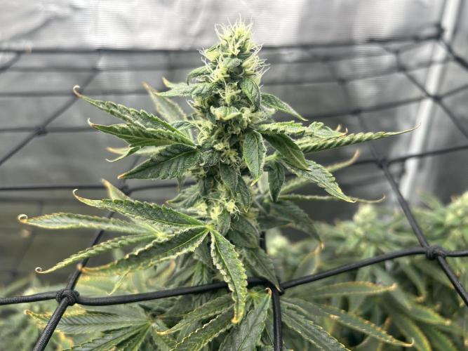 Blue Dream (DWC). Week 13