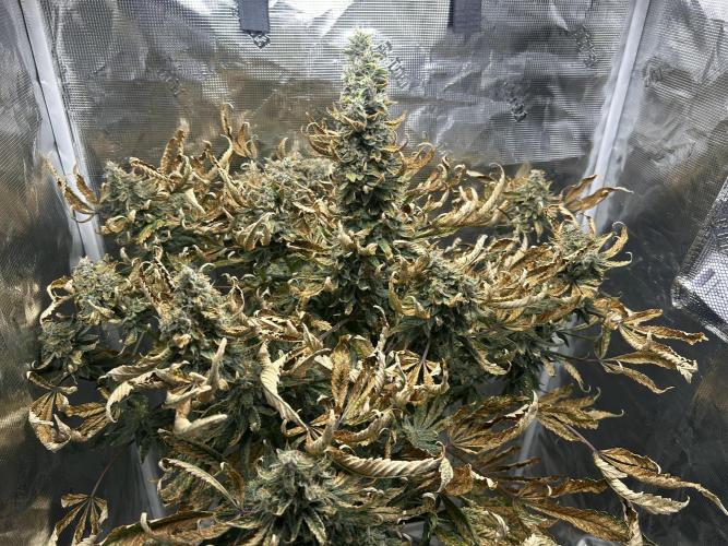 Ice Cream Cake (DWC). Week 21