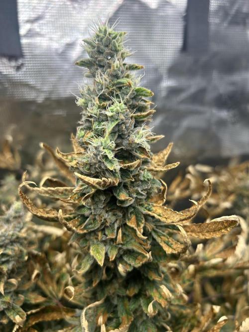 Ice Cream Cake (DWC). Week 21