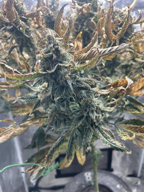 Ice Cream Cake (DWC). Week 21