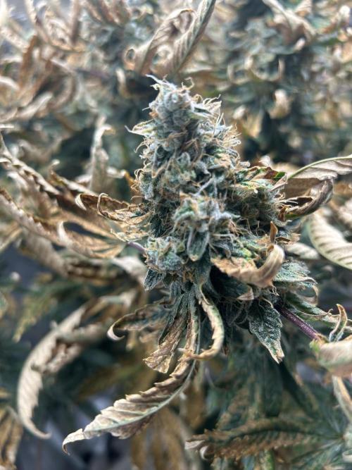 Ice Cream Cake (DWC). Week 21