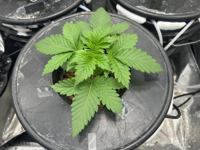 Dream Widow (DWC). Week 2