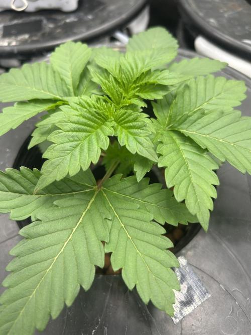 Dream Widow (DWC). Week 2