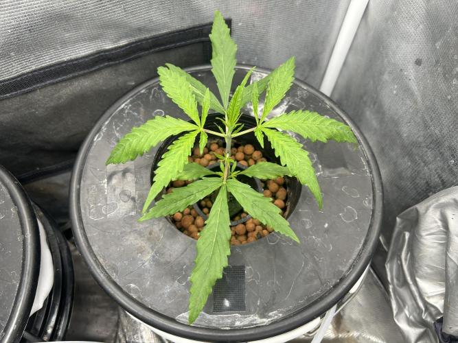 Strawberry Cough (DWC). Week 2