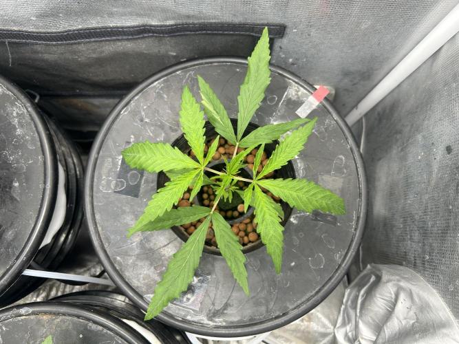 Strawberry Cough (DWC). Week 2