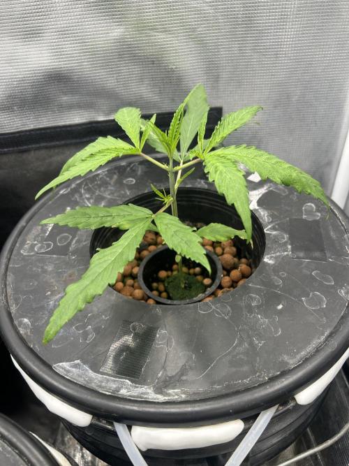 Strawberry Cough (DWC). Week 2