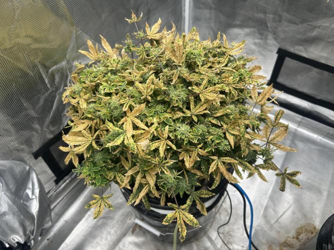 Maui Waui (DWC). Week 14