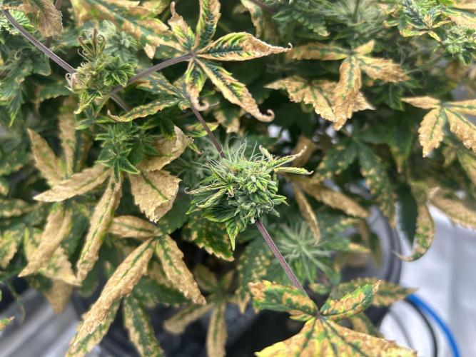 Maui Waui (DWC). Week 14