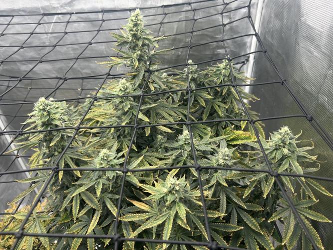 Blue Dream (DWC). Week 14