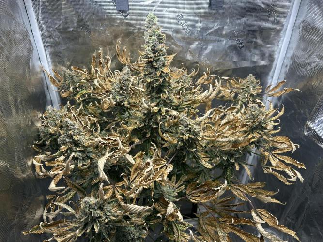 Ice Cream Cake (DWC). Week 22