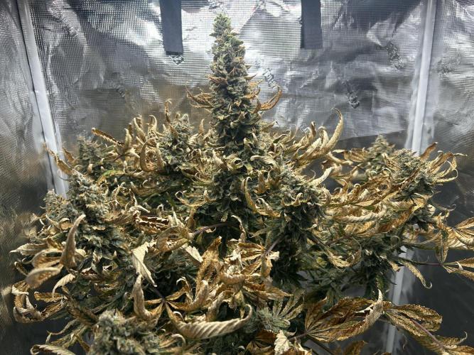 Ice Cream Cake (DWC). Week 22