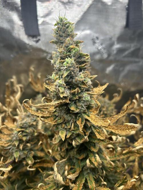 Ice Cream Cake (DWC). Week 22