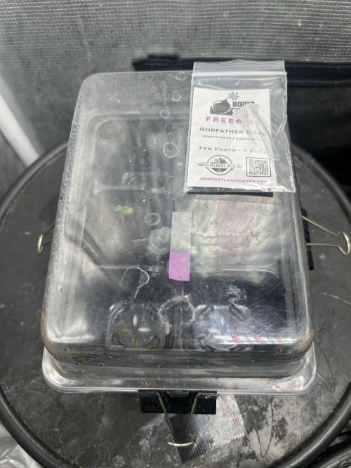 Godfather Bomb (DWC). Week 0