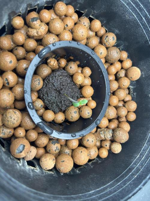 Godfather Bomb (DWC). Week 0