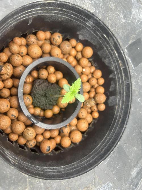 Godfather Bomb (DWC). Week 1