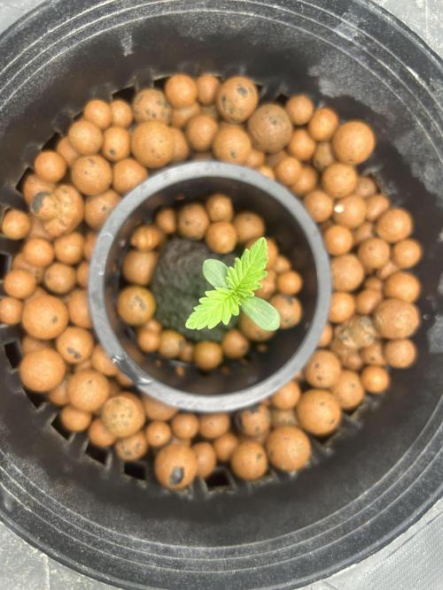 Godfather Bomb (DWC). Week 1