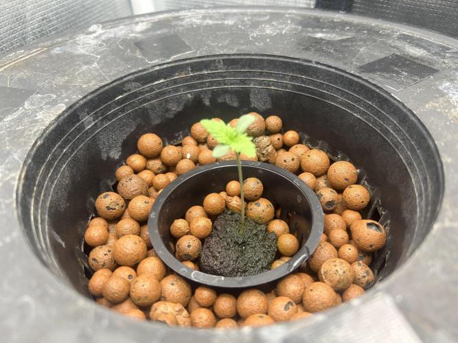 Godfather Bomb (DWC). Week 1