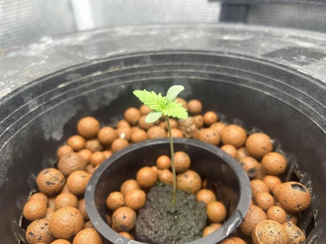 Godfather Bomb (DWC). Week 1