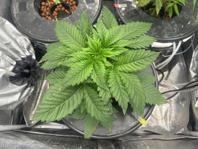 Dream Widow (DWC). Week 3