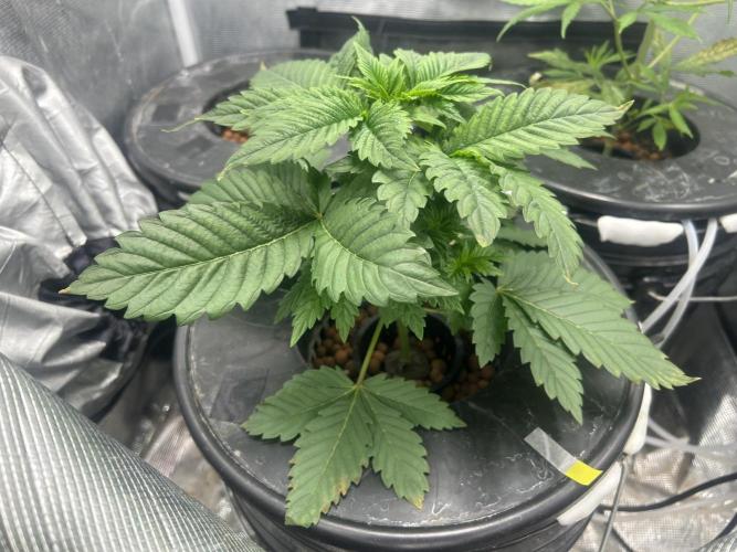 Dream Widow (DWC). Week 3