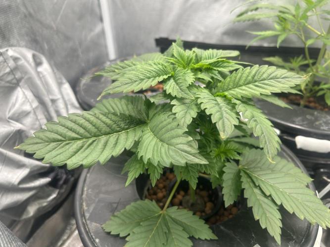 Dream Widow (DWC). Week 3