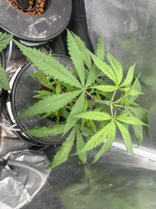 Strawberry Cough (DWC). Week 3