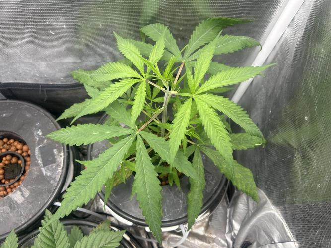 Strawberry Cough (DWC). Week 3