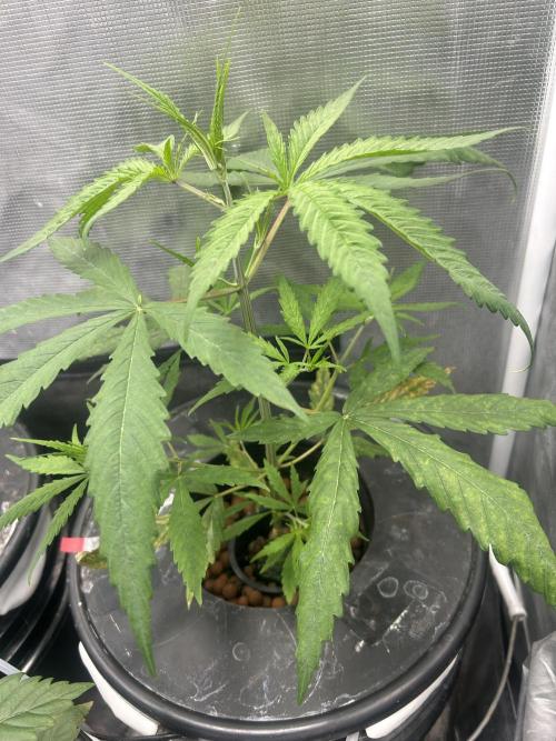 Strawberry Cough (DWC). Week 3