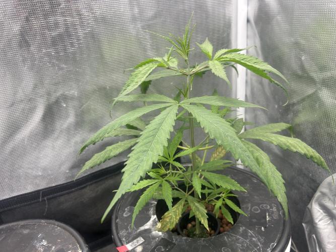 Strawberry Cough (DWC). Week 3