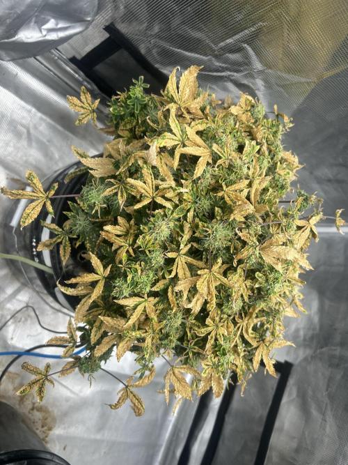 Maui Waui (DWC). Week 15