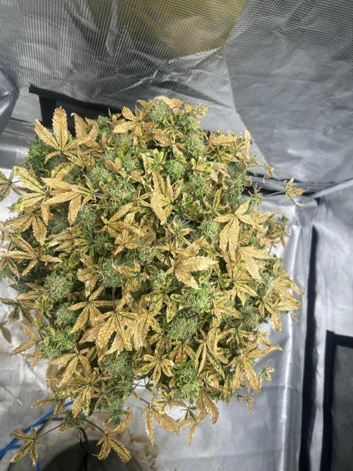 Maui Waui (DWC). Week 15