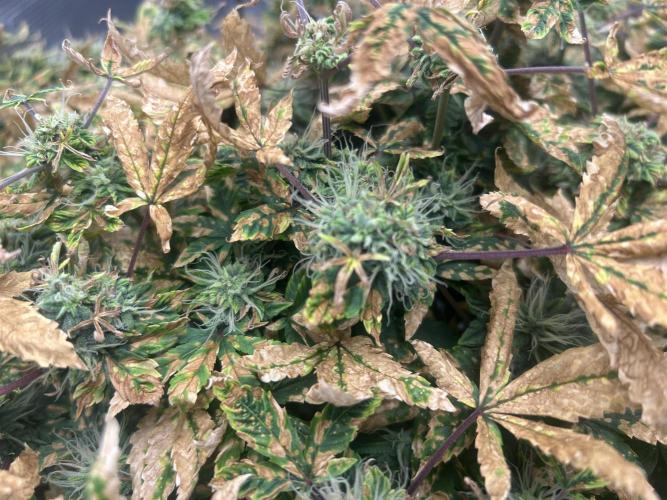 Maui Waui (DWC). Week 15