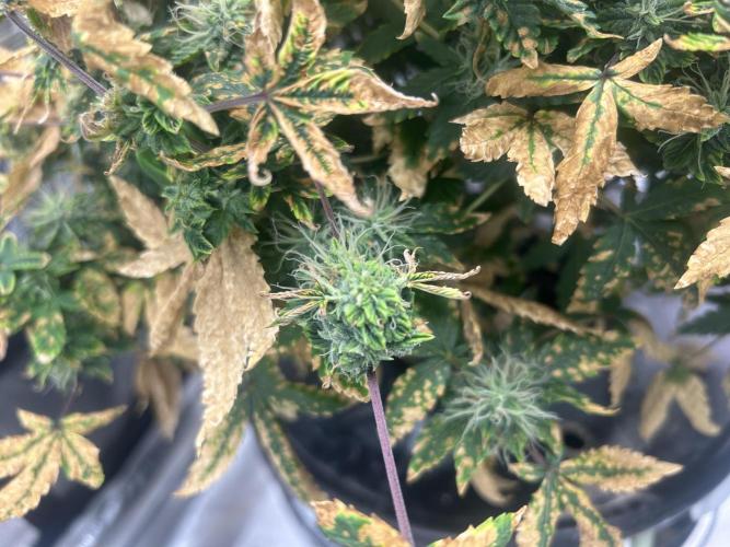 Maui Waui (DWC). Week 15