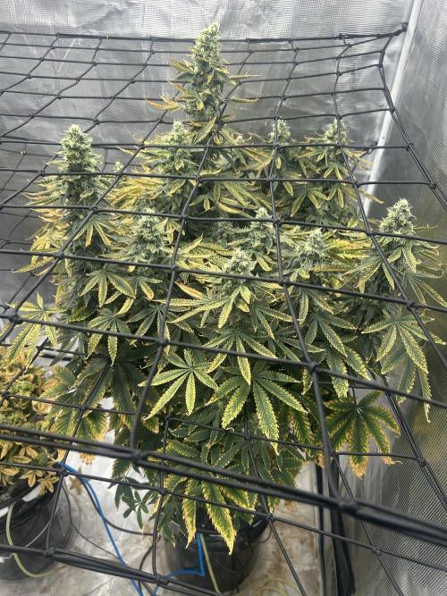 Blue Dream (DWC). Week 15