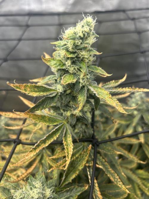 Blue Dream (DWC). Week 15