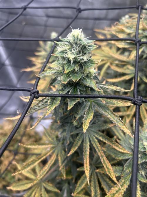 Blue Dream (DWC). Week 15