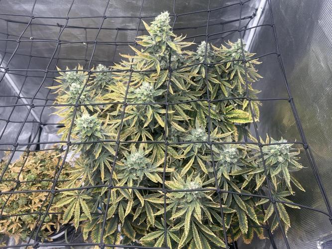 Blue Dream (DWC). Week 15