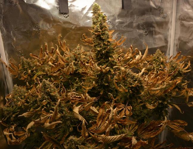 Ice Cream Cake (DWC). Week 23