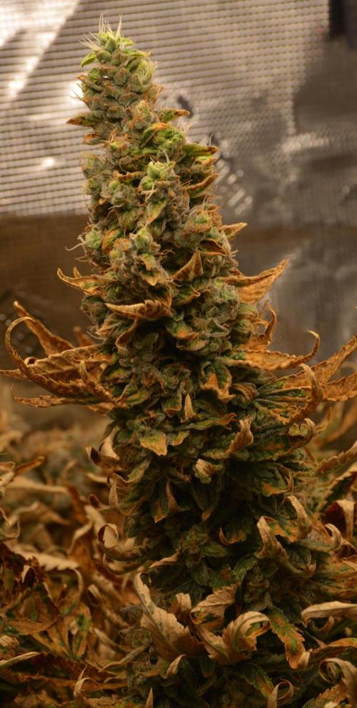 Ice Cream Cake (DWC). Week 23