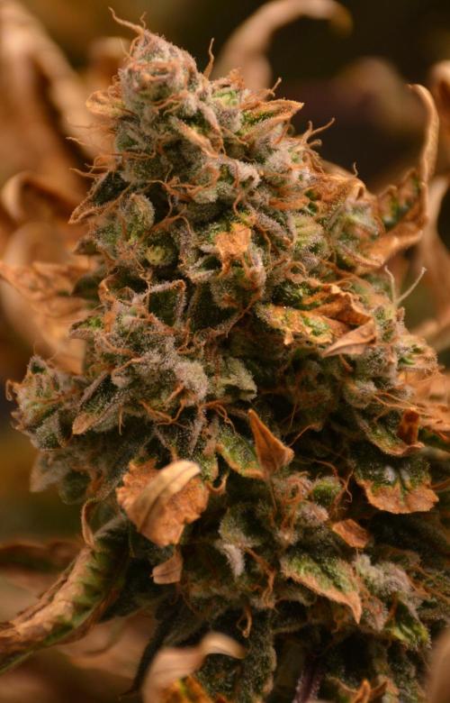 Ice Cream Cake (DWC). Week 23