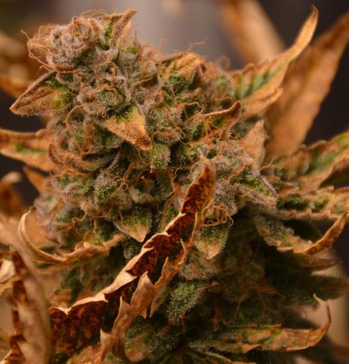 Ice Cream Cake (DWC). Week 23